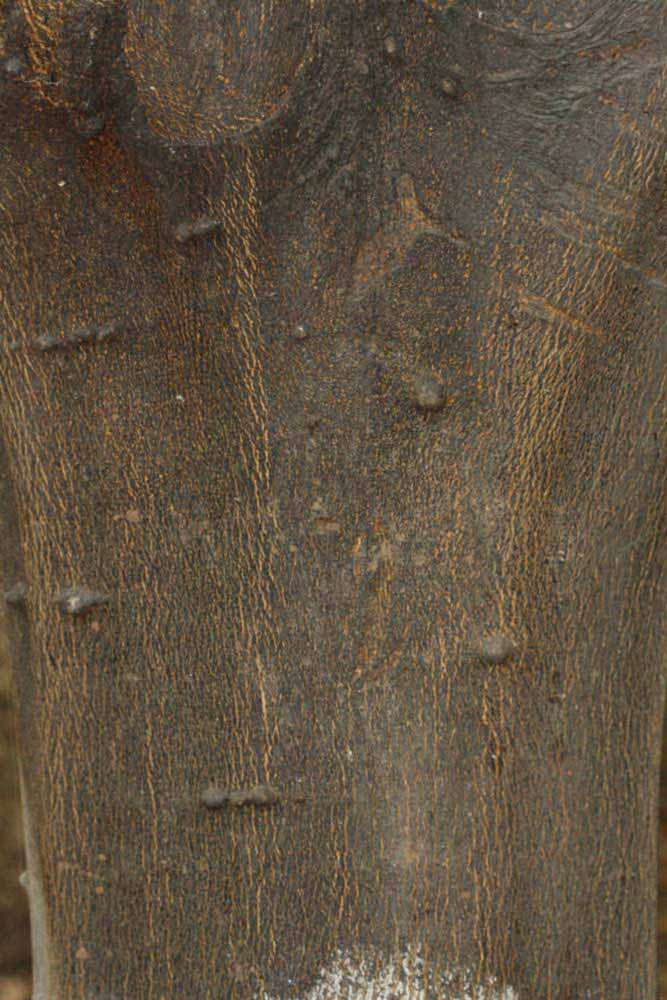            Bark (Riverside, CA)   